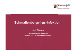 Schmallenbergvirus-Infektion