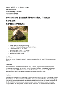 Griechische Landschildkröte (lat. Testudo hermanni