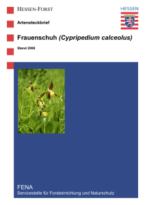 Frauenschuh (Cypripedium calceolus) - Hessen
