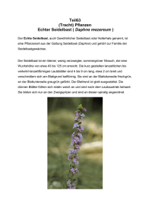 Teil63 (Tracht) Pflanzen Echter Seidelbast ( Daphne mezereum )