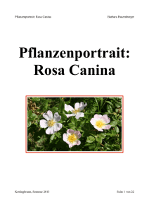 Pflanzenportrait: Rosa Canina