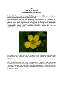 Teil8 (Tracht) Pflanzen Hahnenfuß Ranunculus