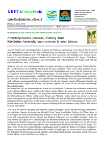 426-13 - Kertischer Aronstab - Gattung Arum