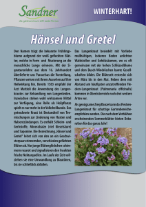 Haensel und Gretel, geflecktes Lungenkraut – Pulmonaria officinalis