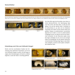 Nestarchitektur Entwicklung vom Ei bis zum Vollinsekt (Imago)