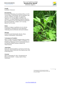 Artemisia vulgaris L. Gew  nlicher Beifu - Flora