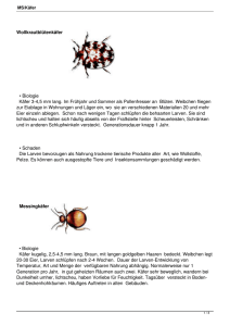 Wollkrautblütenkäfer • Biologie Käfer 3