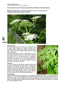 Dokumentation invasive Neophyten (gebietsfremde Pflanzen