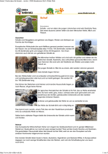 Schaf | Tierlexikon für Kinder - Archiv | SWR Kindernetz OLI`s Wilde