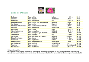 Wildrosen - Rosenblüten- und Lichterfest Creglingen