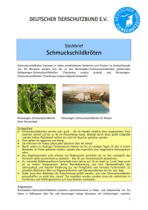 Schmuckschildkröten - Deutscher Tierschutzbund