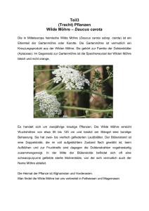 Teil3 (Tracht) Pflanzen Wilde Möhre – Daucus carota