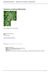 Halbschattenstauden : Eupatorium cannabinum (Wasserdost)