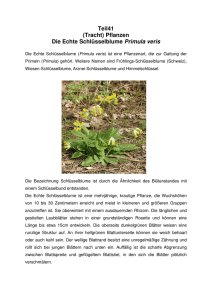 Teil41 (Tracht) Pflanzen Die Echte Schlüsselblume Primula veris