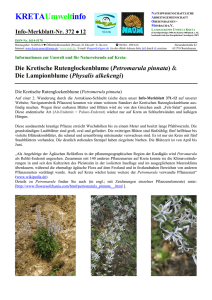 Kretische Rutenglockenblume Petromarula pinnata