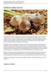 Knoblauch (Allium sativum) - Der Mensch ist, was er isst!