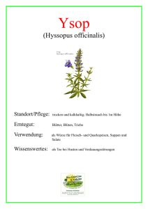 (Hyssopus officinalis)