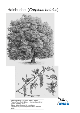 Steckbrief Hainbuche