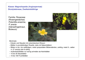 Familie: Rosaceae (Rosengewächse) Potentilla anserina, P. erecta