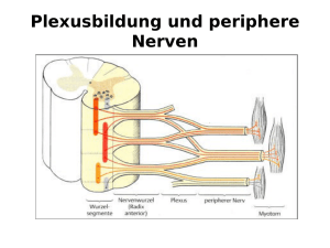 Plexusbildung und periphere Nerven