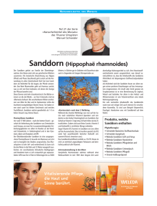 Sanddorn (Hippophaë rhamnoides)