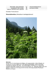 Riesenbärenklau (Heracleum mantegazzianum)
