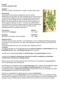 Lavendel (Lavandula angustifolia Mill) Synonyme: Blavendel