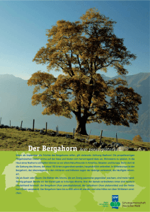 Der Bergahorn Acer pseudoplatanus L. - sdw
