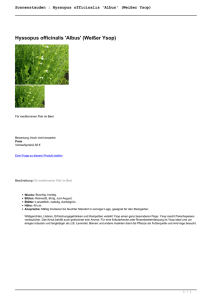 Sonnenstauden : Hyssopus officinalis `Albus` (Weißer Ysop)