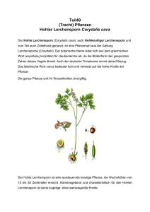Teil49 (Tracht) Pflanzen Hohler Lerchensporn Corydalis cava