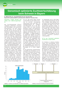 Genomisch optimierte Zuchtwertschätzung beim Schweine in Bayern