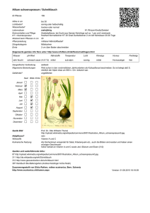Allium schoenoprasum / Schnittlauch