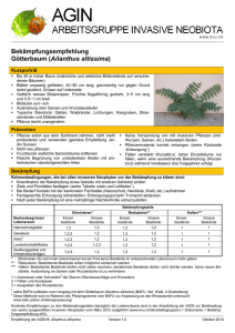Bekämpfungsempfehlung Götterbaum (Ailanthus altissima)