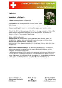 Baldrian Valeriana officinalis