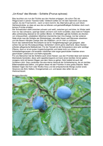 „Un-Kraut“ des Monats – Schlehe (Prunus spinosa)
