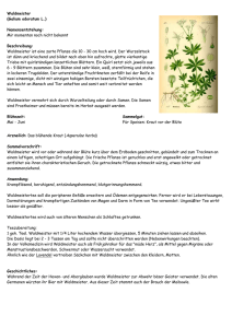 Waldmeister (Galium odoratum L.) Namensentstehung: Mir