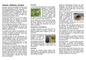 Informationen zu Hummeln - Bienen - Hornissen