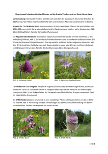 Seite 1 Eine Auswahl charakteristischer Pflanzen auf der Brache