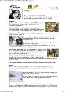 Husky | Tierlexikon für Kinder - Archiv | SWR Kindernetz OLI`s Wilde