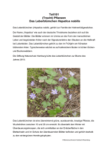 Teil101 (Tracht) Pflanzen Das Leberblümchen Hepatica nobilis