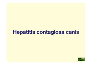 46_Hcc_(Hepatitis_contagiosa_canis)