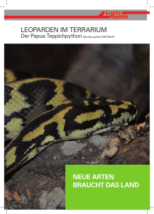 Papua Teppichpython - Hoch-Rep
