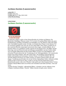 Aechmea fasciata (Lanzenrosette) Artikel ID: 32 Verfasst von: terra