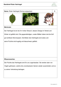 2.1.1 Steckbrief 05 Roter Hartriegel