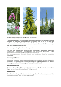 Die Großblütige Königskerze (Verbascum densiflorum) Die