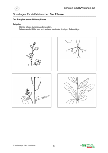 Der Bauplan einer Blütenpflanze1