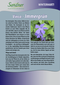 Vinca - Immergrün