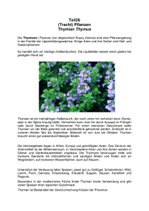 Teil26 (Tracht) Pflanzen Thymian Thymus