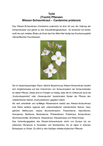 Teil4 (Tracht) Pflanzen Wiesen-Schaumkraut – Cardamine pratensis