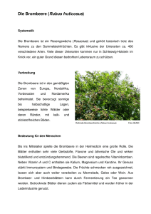 Die Brombeere (Rubus fruticosus) - BUND Schleswig